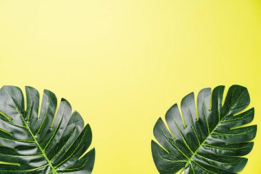 Dev canavar yapraklarının düzleştirilmiş bileşimi, metin için boşluğu kopyala