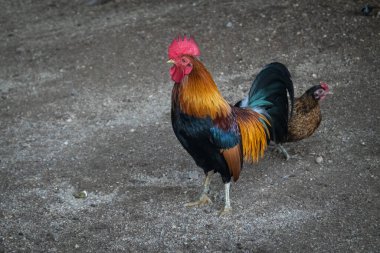 Hayvanat bahçesindeki kafeste horoz ya da tavuk.