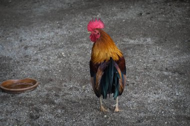 Hayvanat bahçesindeki kafeste horoz ya da tavuk.