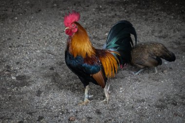 Hayvanat bahçesindeki kafeste horoz ya da tavuk.