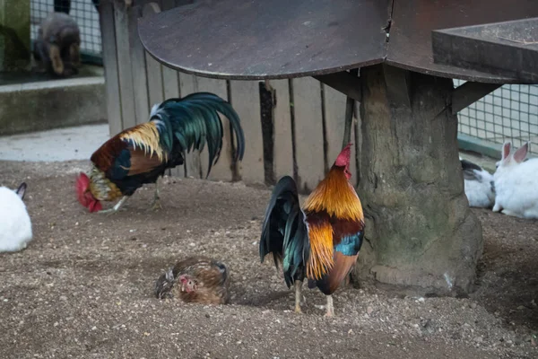 Gallo Pollo All Interno Una Gabbia Uno Zoo — Foto Stock