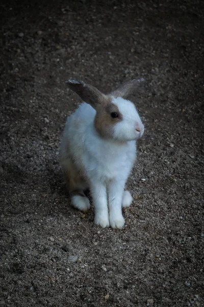 Hayvanat Bahçesindeki Kafeste Sevimli Tavşanlar — Stok fotoğraf