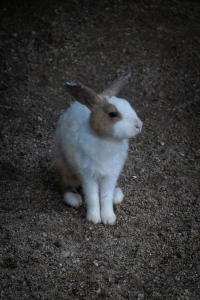 Niedliche Kaninchen Käfig Streichelzoo — Stockfoto