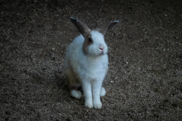 Niedliche Kaninchen Käfig Streichelzoo — Stockfoto