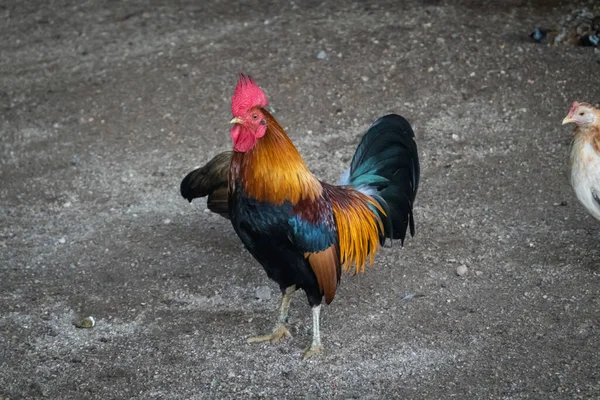 Kakas Vagy Csirke Egy Ketrecben Egy Állatsimogatóban — Stock Fotó