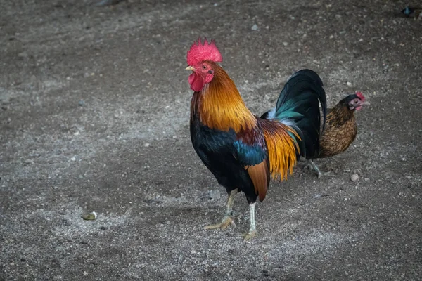 Coq Poulet Dans Une Cage Zoo Pour Animaux Compagnie — Photo