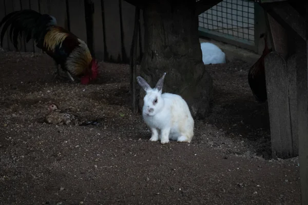 Милые Кролики Клетке Зоопарке — стоковое фото