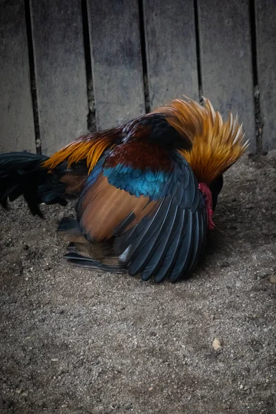 Gallo Pollo All Interno Una Gabbia Uno Zoo — Foto Stock