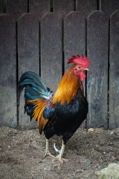 Rooster or chicken inside a cage at a petting zoo