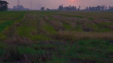 Malezya, Kedah 'daki Paddy Field' da gün batımı
