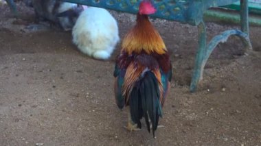 Hayvanat bahçesindeki kafeste horoz ya da tavuk.