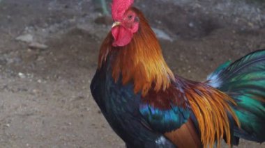 Hayvanat bahçesindeki kafeste horoz ya da tavuk.