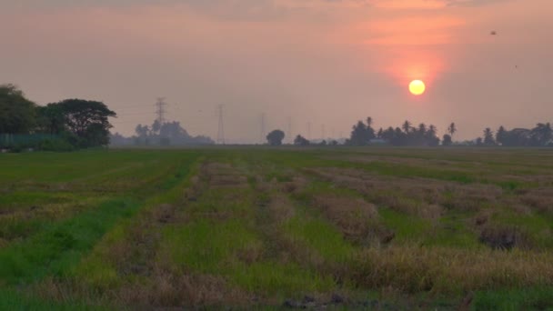 Zachód Słońca Paddy Field Kedah Malezja — Wideo stockowe