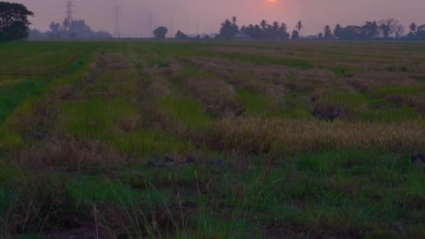 Zachód Słońca Paddy Field Kedah Malezja — Wideo stockowe