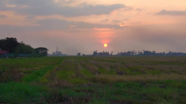Zachód Słońca Paddy Field Kedah Malezja — Wideo stockowe