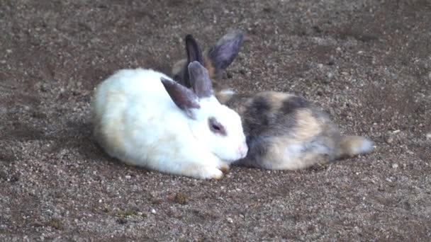 Niedliche Kaninchen Käfig Streichelzoo — Stockvideo