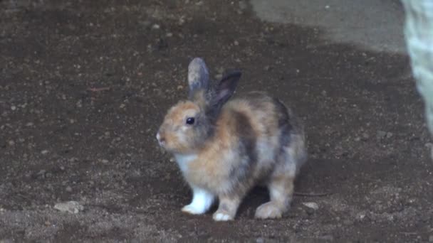 Lindos Conejos Dentro Jaula Zoológico Mascotas — Vídeos de Stock