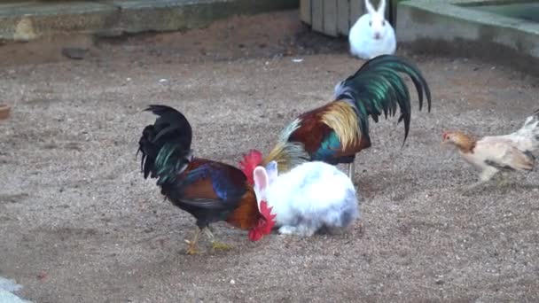 Haan Kip Een Kooi Een Kinderboerderij — Stockvideo