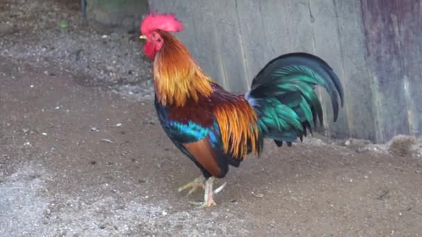 Coq Poulet Dans Une Cage Zoo Pour Animaux Compagnie — Video