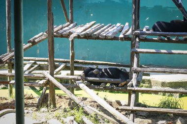 Malaya Ayısı 'nın yakın çekimi, ya da Bal Ayısı olarak da bilinir. Malezya 'daki koruma altındaki hayvanlardan biri.