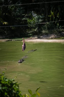Timsahlar Jong 'un Timsah Çiftliği, Kuching, Sarawak, Malezya' daki beslenme seansları için sudan atlıyorlar.