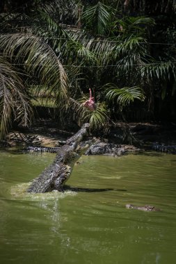 Timsahlar Jong 'un Timsah Çiftliği, Kuching, Sarawak, Malezya' daki beslenme seansları için sudan atlıyorlar.