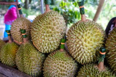 Musang King Durian 'ın yakın çekimleri, aynı zamanda orijinal adıyla Raja Kunyit, derin sarı et, geniş ve kör dikenler, dikenler ve görünür dikişler arasında bir boşluk var..