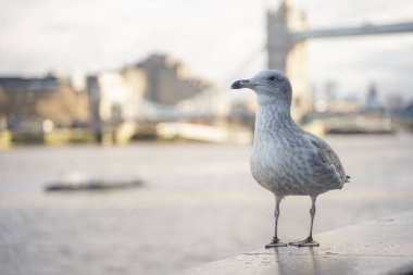 Bulutlu bir günde Londra Kule Köprüsü 'nde martı görüntüsü kapatıldı..