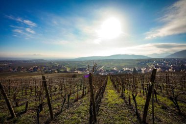 Riquewihr Köyü 'nün güzel manzarası, Fransa Vineyard Tepesi' nin tepesinden