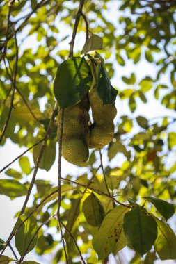 Artocarpus tamsayı (