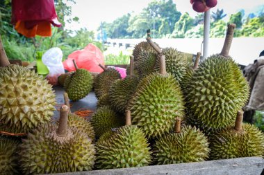Musang King Durian 'ın yakın çekimleri, aynı zamanda orijinal adıyla Raja Kunyit, derin sarı et, geniş ve kör dikenler, dikenler ve görünür dikişler arasında bir boşluk var..