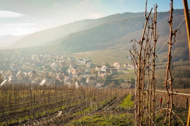 Riquewihr Köyü 'nün güzel manzarası, Fransa Vineyard Tepesi' nin tepesinden