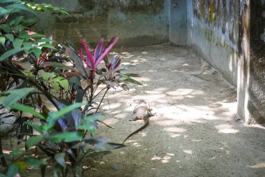 Doğal ortamında Komodo ejderhası. Dünyanın en büyük yaşayan kertenkelesi. Rinca adası. Komodo Adası Endonezya.