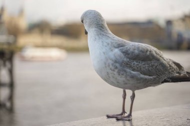 Bulutlu bir günde Londra Kule Köprüsü 'nde martı görüntüsü kapatıldı..