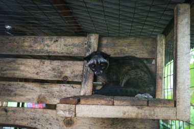 Kafesin içinde bir tilki.