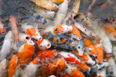 Bir sürü Koi Balığı havuzda yüzüyor ve beslenmek için toplanıyor.