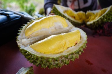 Musang King Durian 'ın yakın çekimleri, aynı zamanda orijinal adıyla Raja Kunyit, derin sarı et, geniş ve kör dikenler, dikenler ve görünür dikişler arasında bir boşluk var..
