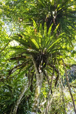 Bir orman yolunun doğal manzarası.
