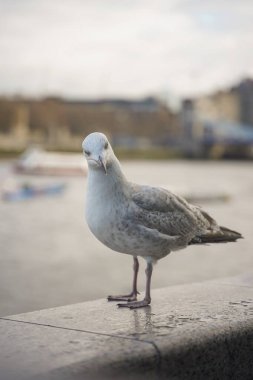 Bulutlu bir günde Londra Kule Köprüsü 'nde martı görüntüsü kapatıldı..
