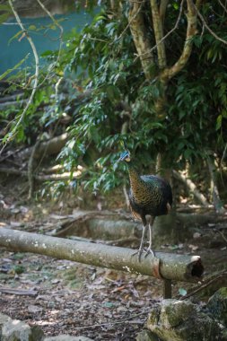 Azoo 'daki bir ağaç dalının tepesinde duran mavi bir tavus kuşunun izole edilmiş görüntüsü.