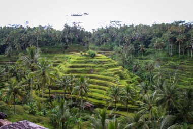 Tegalalang Rice Terrace, Ubud Bali 'nin kuzeyindeki Tegalalang Köyü' nde yer alan ve muhteşem pirinç terasının yer aldığı Bali 'deki ünlü turist nesnelerinden biridir..