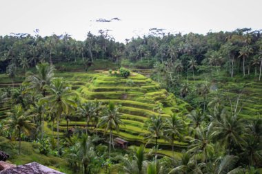 Tegalalang Rice Terrace is one of the famous tourist objects in Bali situated in Tegalalang Village north of Ubud Bali featured by the amazing rice terrace set the cliff. clipart