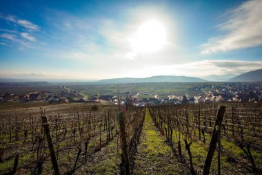Riquewihr Köyü 'nün güzel manzarası, Fransa Vineyard Tepesi' nin tepesinden