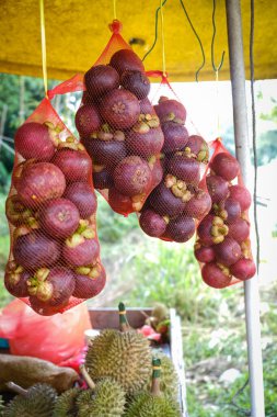 Mangosteen bir meyve pazarında satıldı.