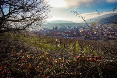 Riquewihr Köyü 'nün güzel manzarası, Fransa Vineyard Tepesi' nin tepesinden