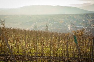 Riquewihr Köyü 'nün güzel manzarası, Fransa Vineyard Tepesi' nin tepesinden