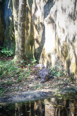 Jong 'un Timsah Çiftliği, Kuching, Sarawak, Malezya' daki kafesin içinde dinlenen büyük bir timsahın izole edilmiş görüntüsü.