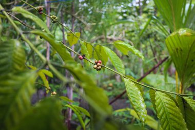 Bali Luwak kahvesi Bali 'de özel bir kahvedir.