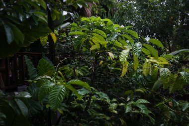 Bali Luwak kahvesi Bali 'de özel bir kahvedir.