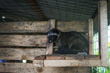 Kafesin içinde bir tilki.